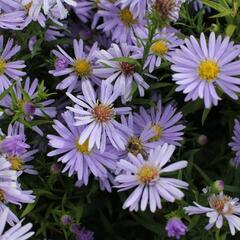 Hvězdnice keříčkovitá 'Zwergenhimmel' - Aster dumosus 'Zwergenhimmel'