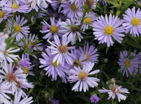 Hvězdnice keříčkovitá 'Zwergenhimmel' - Aster dumosus 'Zwergenhimmel'