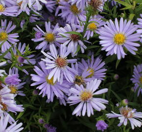 Hvězdnice keříčkovitá 'Zwergenhimmel' - Aster dumosus 'Zwergenhimmel'