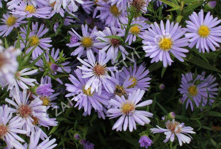 Hvězdnice keříčkovitá 'Zwergenhimmel' - Aster dumosus 'Zwergenhimmel'