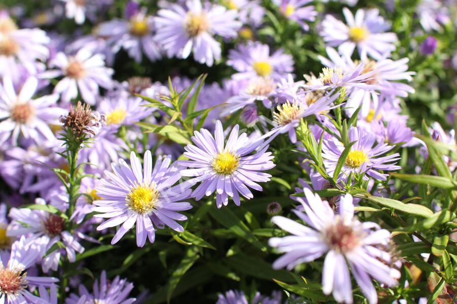 Hvězdnice keříčkovitá 'Zwergenhimmel' - Aster dumosus 'Zwergenhimmel'