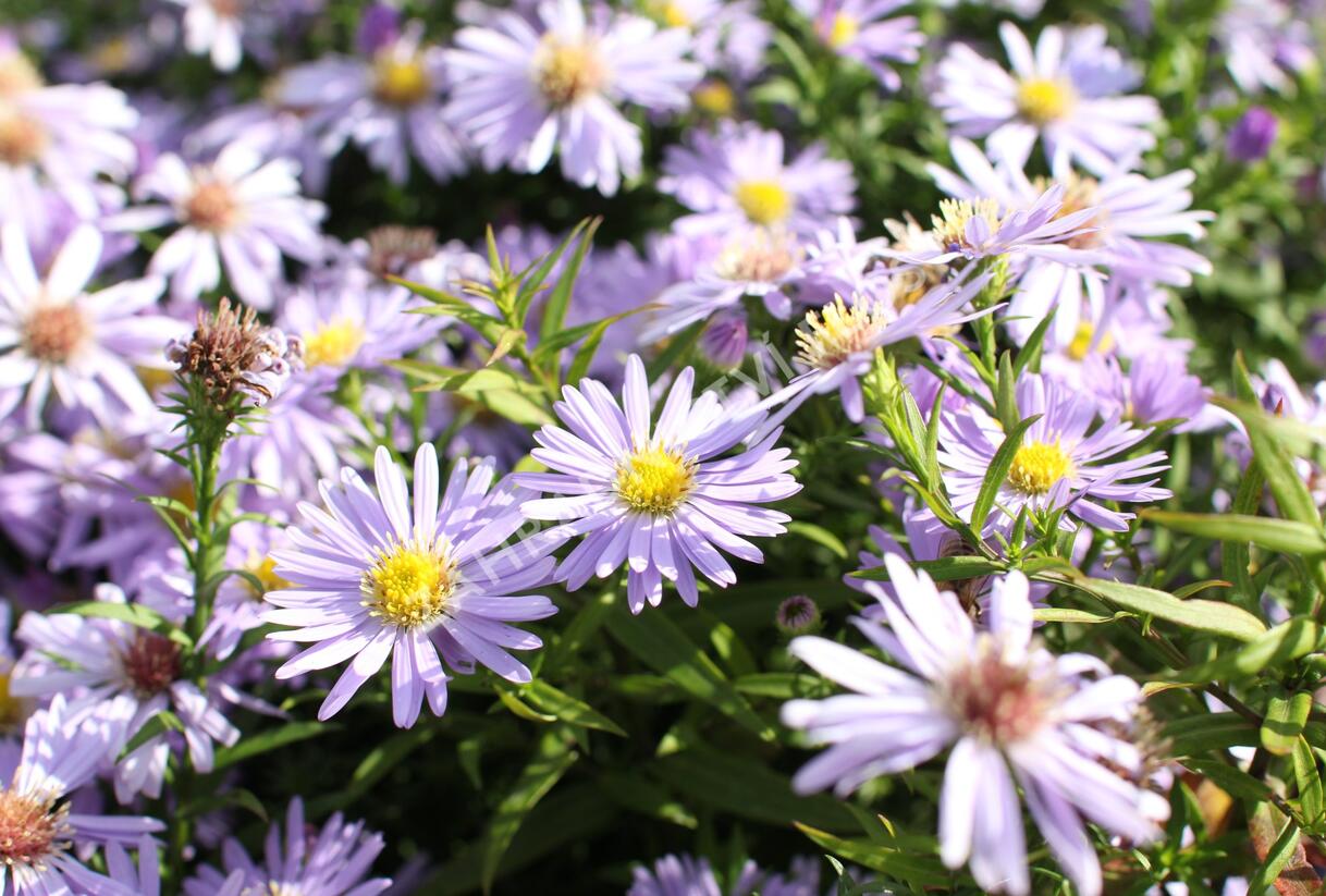 Hvězdnice keříčkovitá 'Zwergenhimmel' - Aster dumosus 'Zwergenhimmel'
