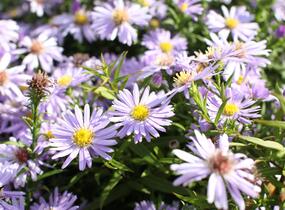 Hvězdnice keříčkovitá 'Zwergenhimmel' - Aster dumosus 'Zwergenhimmel'