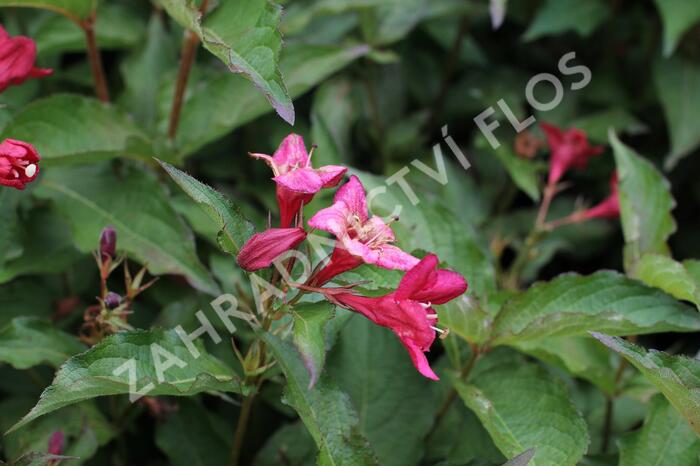 Vajgélie 'Lucifer' - Weigela 'Lucifer'