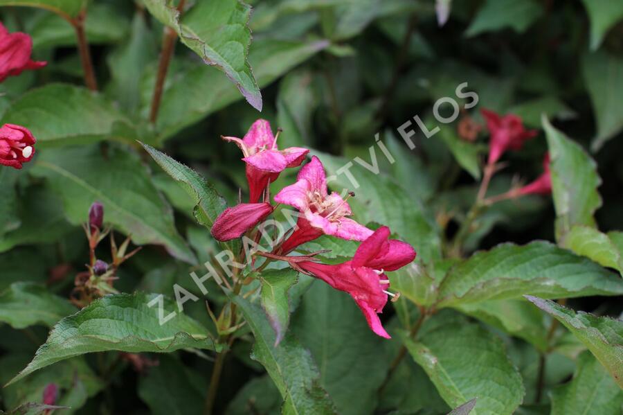 Vajgélie květnatá 'Lucifer' - Weigela florida 'Lucifer'