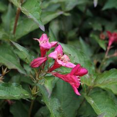 Vajgélie 'Lucifer' - Weigela 'Lucifer'