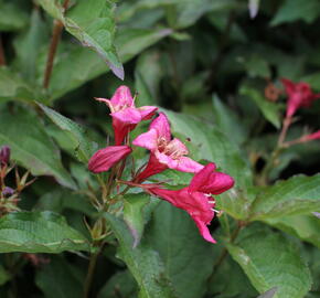 Vajgélie 'Lucifer' - Weigela 'Lucifer'