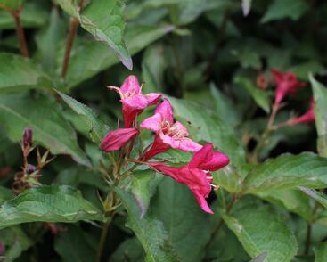 Vajgélie květnatá 'Lucifer'