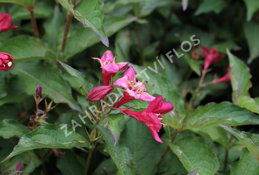 Vajgélie květnatá 'Lucifer' - Weigela florida 'Lucifer'