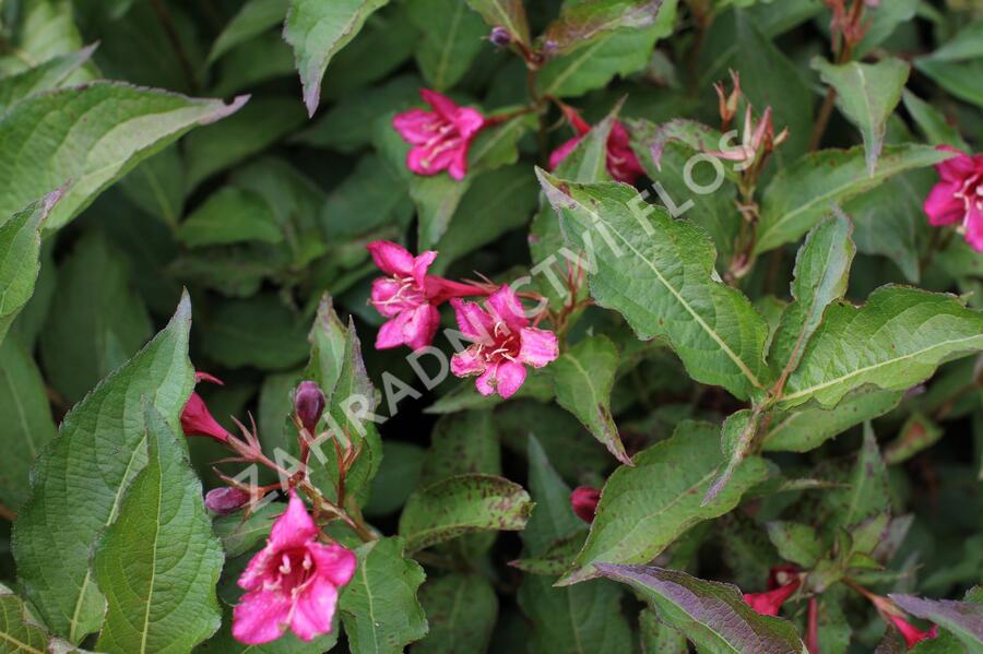 Vajgélie květnatá 'Lucifer' - Weigela florida 'Lucifer'