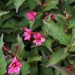Vajgélie květnatá 'Lucifer' - Weigela florida 'Lucifer'
