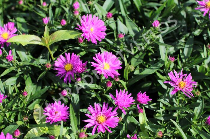 Hvězdnice novobelgická 'Karminkuppel' - Aster novi-belgii 'Karminkuppel'
