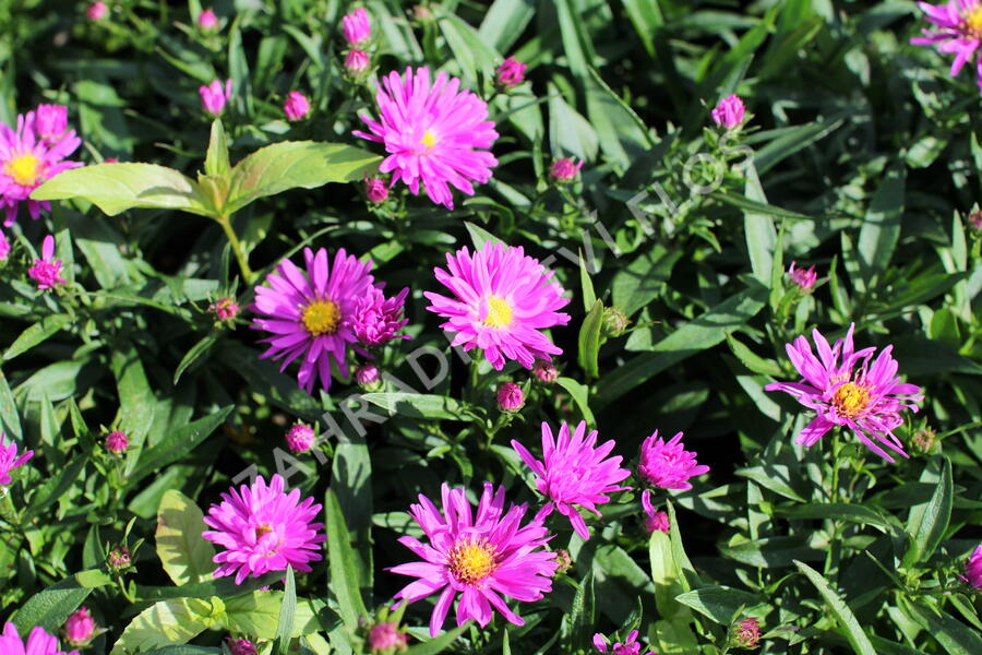 Hvězdnice novobelgická 'Karminkuppel' - Aster novi-belgii 'Karminkuppel'