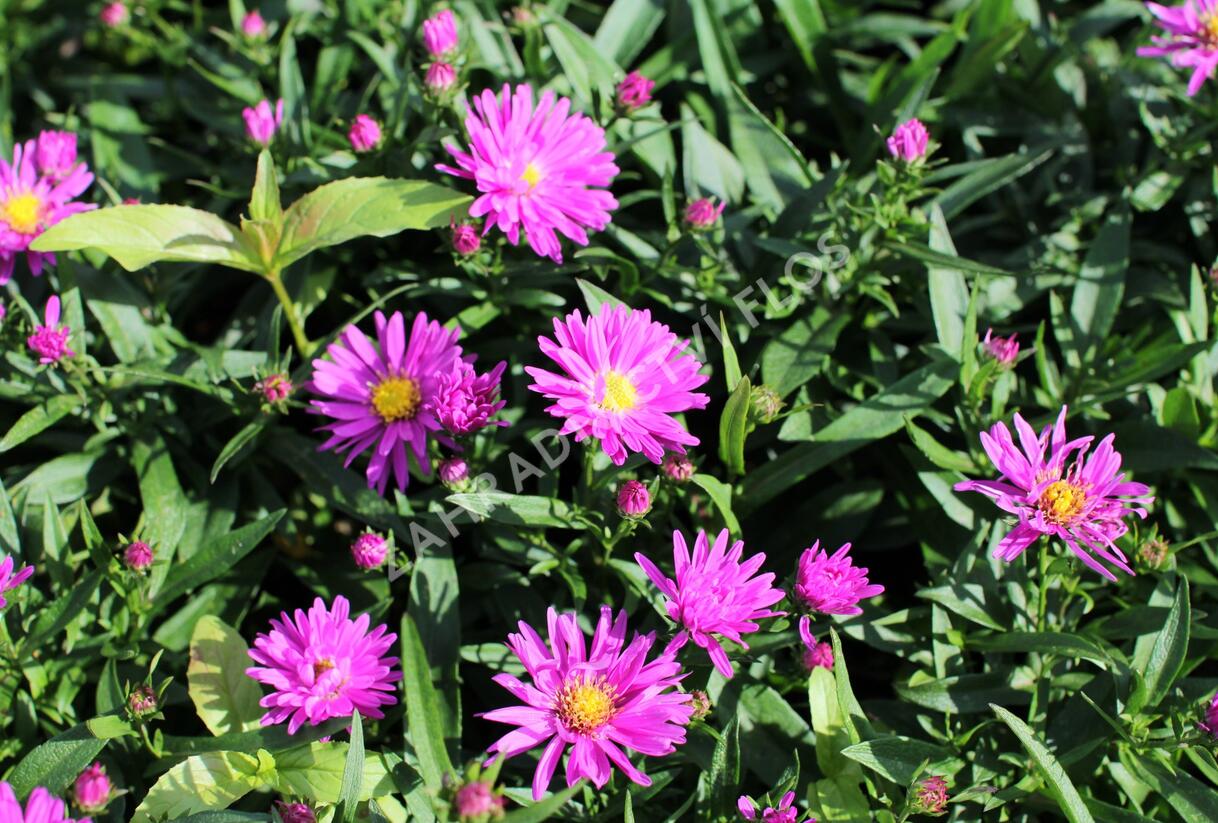 Hvězdnice novobelgická 'Karminkuppel' - Aster novi-belgii 'Karminkuppel'