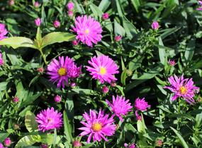 Hvězdnice novobelgická 'Karminkuppel' - Aster novi-belgii 'Karminkuppel'