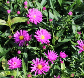 Hvězdnice novobelgická 'Karminkuppel' - Aster novi-belgii 'Karminkuppel'