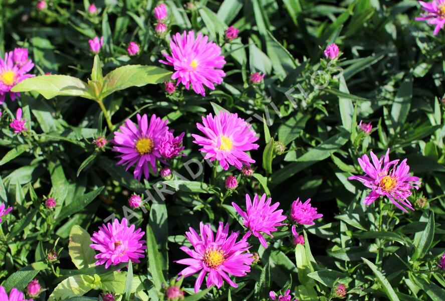 Hvězdnice novobelgická 'Karminkuppel' - Aster novi-belgii 'Karminkuppel'
