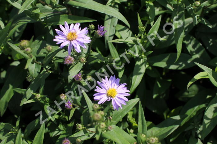 Hvězdnice novobelgická 'Dauerblau' - Aster novi-belgii 'Dauerblau'