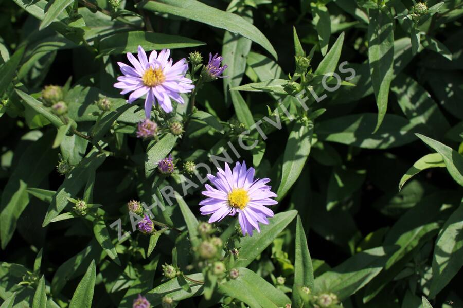 Hvězdnice novobelgická 'Dauerblau' - Aster novi-belgii 'Dauerblau'