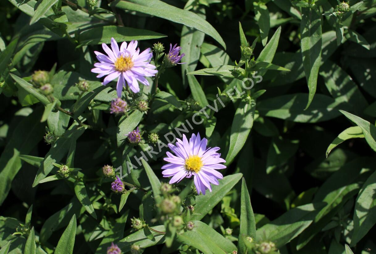 Hvězdnice novobelgická 'Dauerblau' - Aster novi-belgii 'Dauerblau'