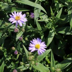 Hvězdnice novobelgická 'Dauerblau' - Aster novi-belgii 'Dauerblau'