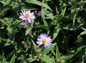Hvězdnice novobelgická 'Dauerblau' - Aster novi-belgii 'Dauerblau'