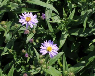 Hvězdnice novobelgická 'Dauerblau'