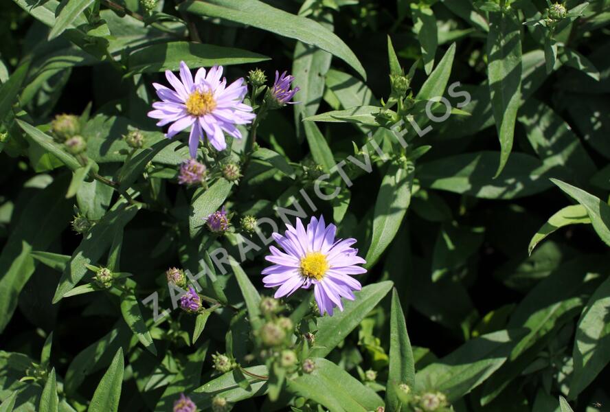 Hvězdnice novobelgická 'Dauerblau' - Aster novi-belgii 'Dauerblau'