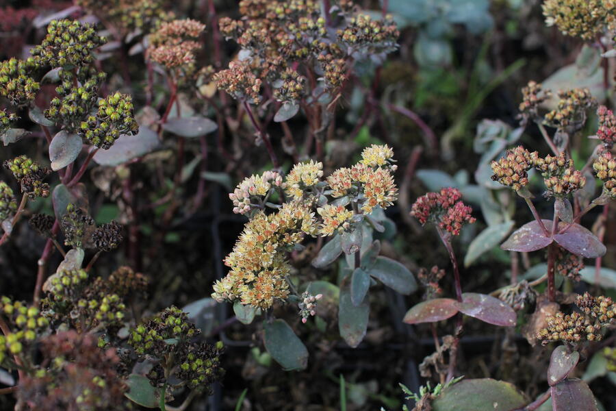 Rozchodník nachový 'Yellow Xenox' - Sedum telephium 'Yellow Xenox'