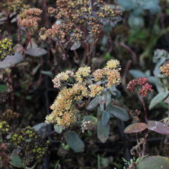 Rozchodník nachový 'Yellow Xenox' - Sedum telephium 'Yellow Xenox'