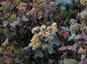 Rozchodník nachový 'Yellow Xenox' - Sedum telephium 'Yellow Xenox'
