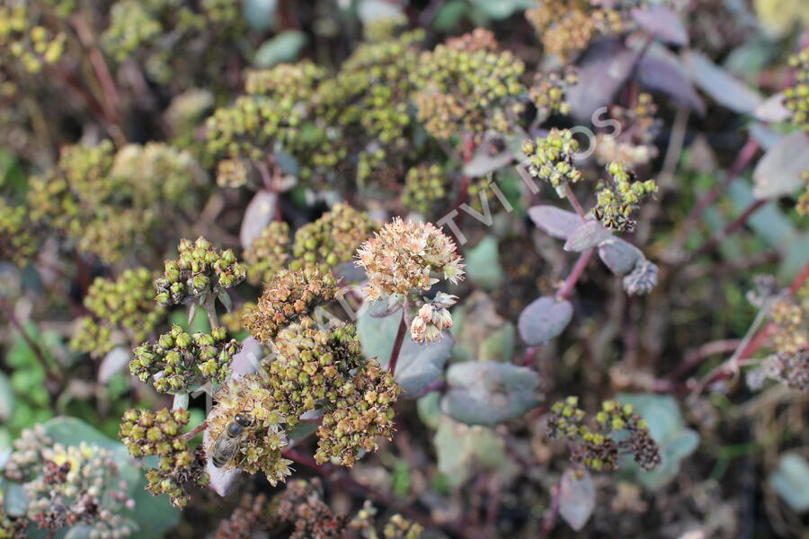 Rozchodník nachový 'Yellow Xenox' - Sedum telephium 'Yellow Xenox'