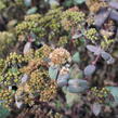 Rozchodník nachový 'Yellow Xenox' - Sedum telephium 'Yellow Xenox'