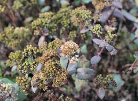 Rozchodník nachový 'Yellow Xenox' - Sedum telephium 'Yellow Xenox'