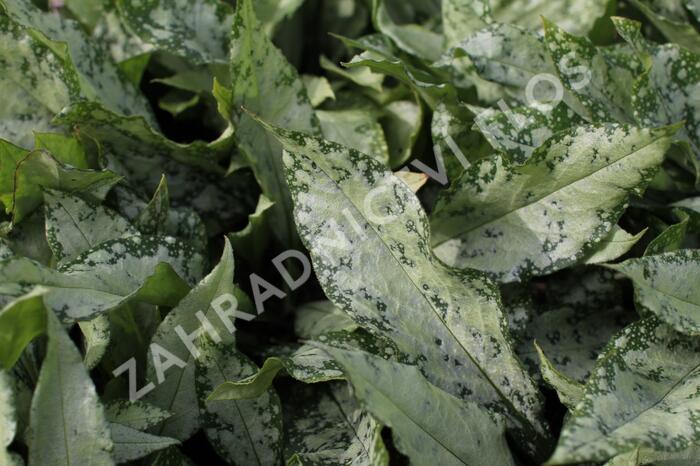 Plicník 'Silver Bouquet' - Pulmonaria 'Silver Bouquet'