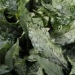 Plicník 'Silver Bouquet' - Pulmonaria 'Silver Bouquet'