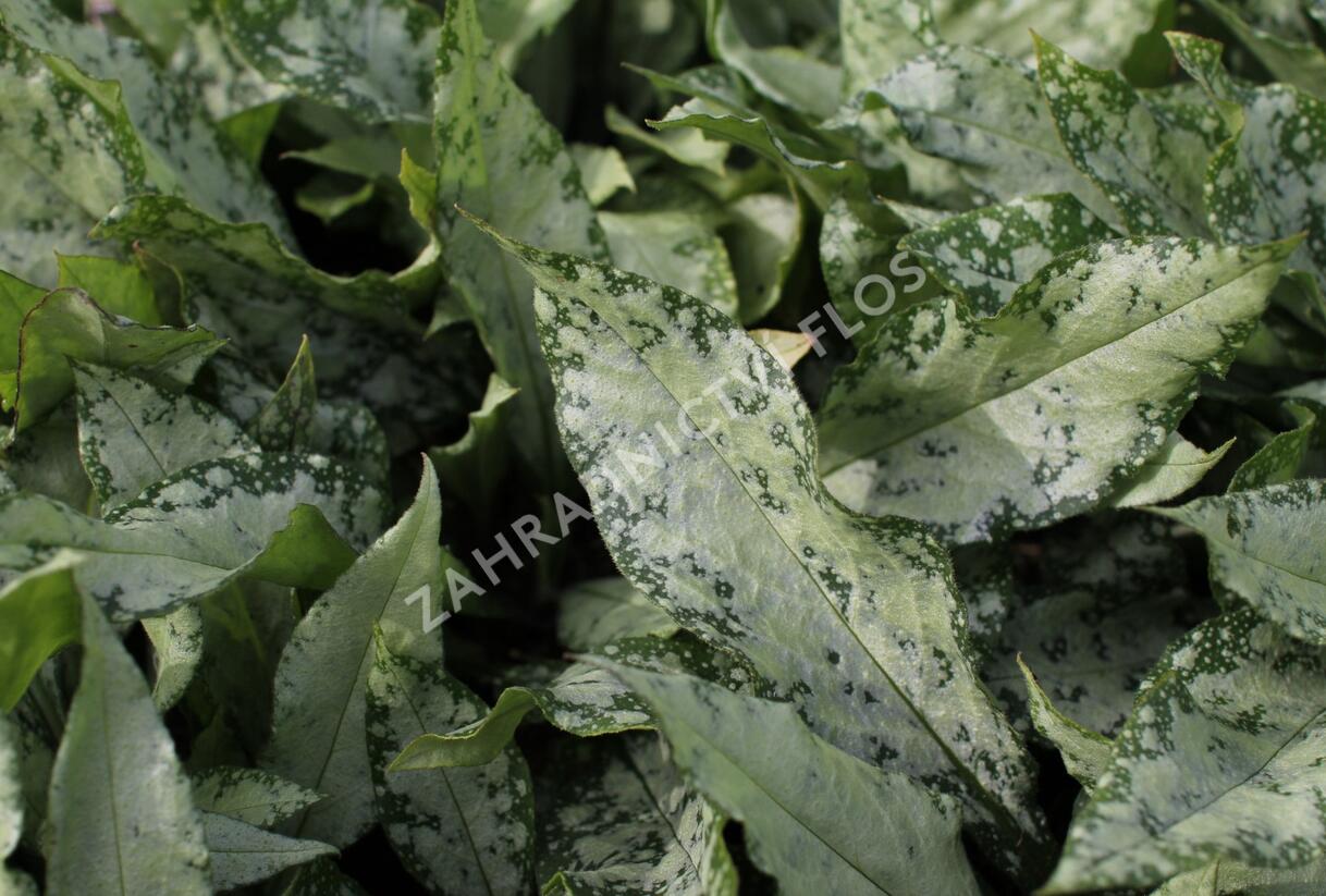 Plicník 'Silver Bouquet' - Pulmonaria 'Silver Bouquet'