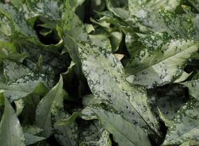 Plicník 'Silver Bouquet' - Pulmonaria 'Silver Bouquet'