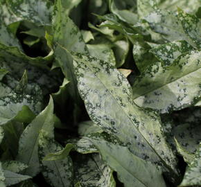 Plicník 'Silver Bouquet' - Pulmonaria 'Silver Bouquet'