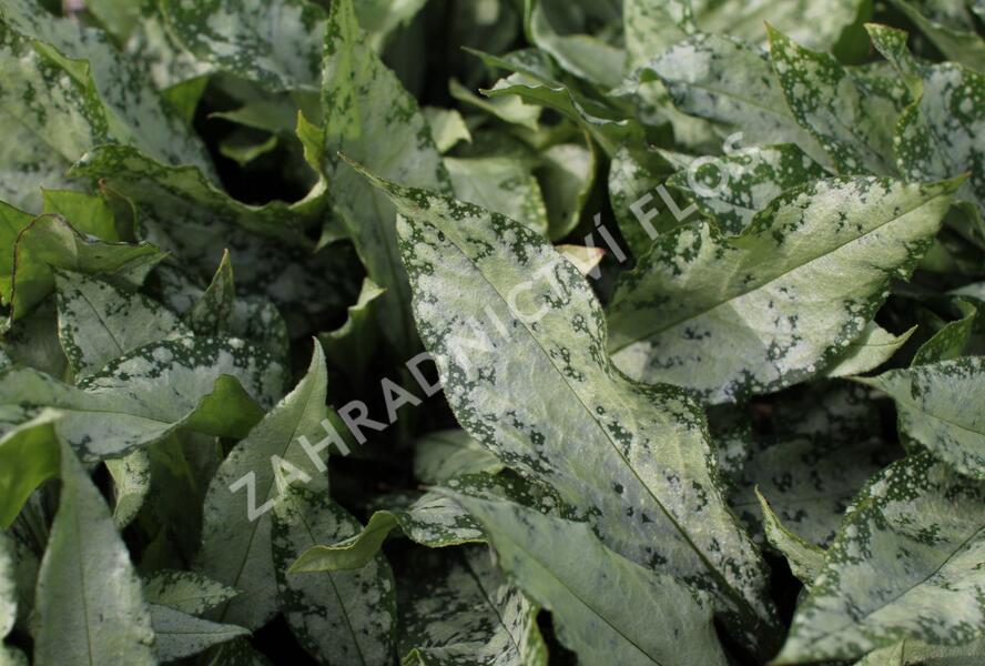 Plicník 'Silver Bouquet' - Pulmonaria 'Silver Bouquet'