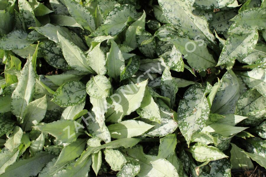 Plicník 'Silver Bouquet' - Pulmonaria 'Silver Bouquet'