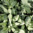 Plicník 'Silver Bouquet' - Pulmonaria 'Silver Bouquet'