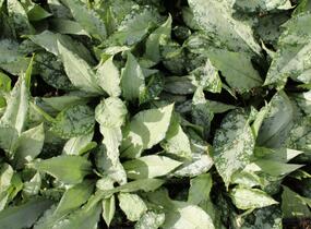 Plicník 'Silver Bouquet' - Pulmonaria 'Silver Bouquet'