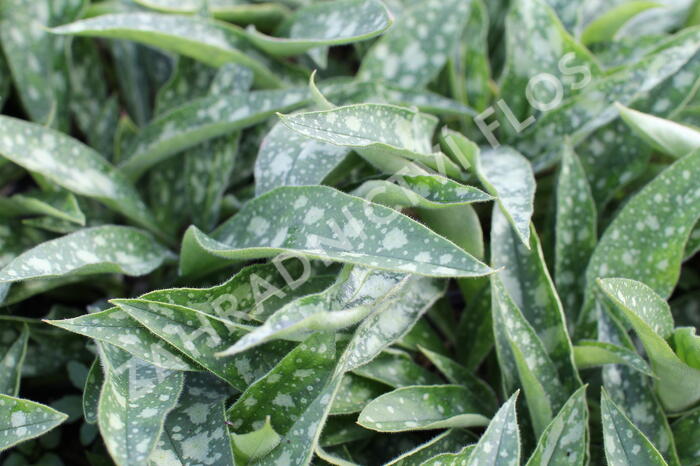 Plicník 'Raspberry Splash' - Pulmonaria 'Raspberry Splash'