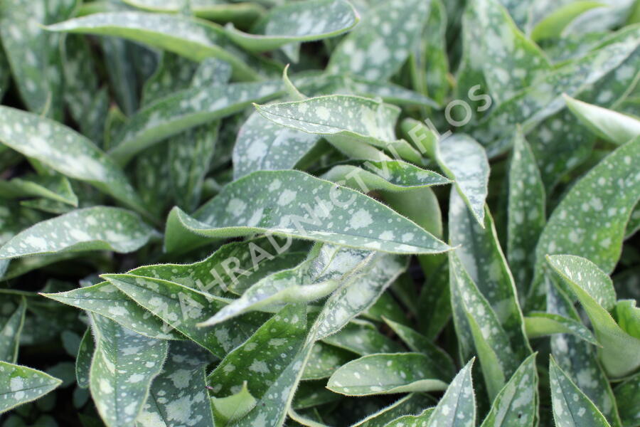 Plicník 'Raspberry Splash' - Pulmonaria 'Raspberry Splash'