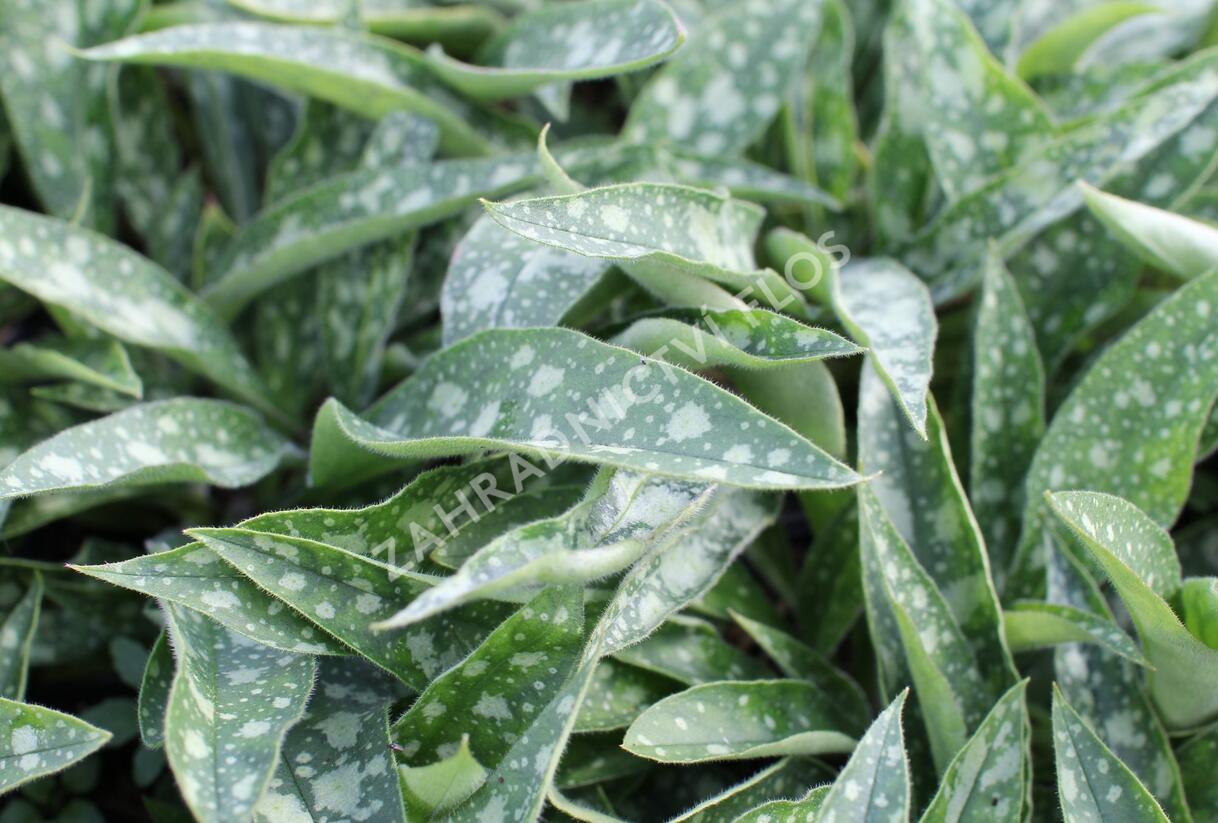 Plicník 'Raspberry Splash' - Pulmonaria 'Raspberry Splash'