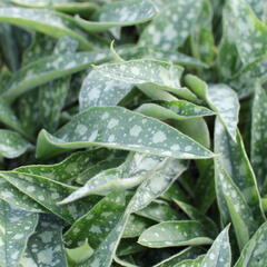 Plicník 'Raspberry Splash' - Pulmonaria 'Raspberry Splash'