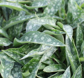 Plicník 'Raspberry Splash' - Pulmonaria 'Raspberry Splash'