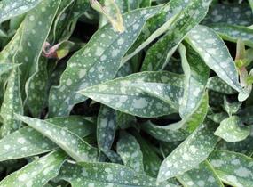 Plicník 'Raspberry Splash' - Pulmonaria 'Raspberry Splash'