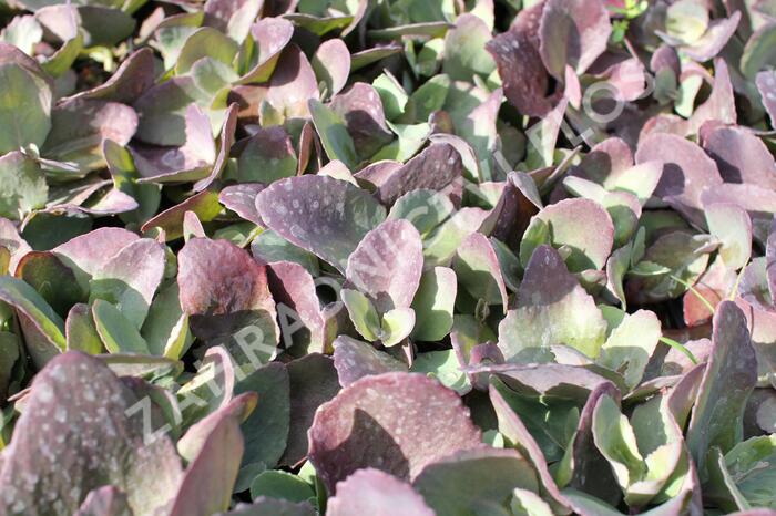 Rozchodník 'Cherry Truffle' - Sedum 'Cherry Truffle'